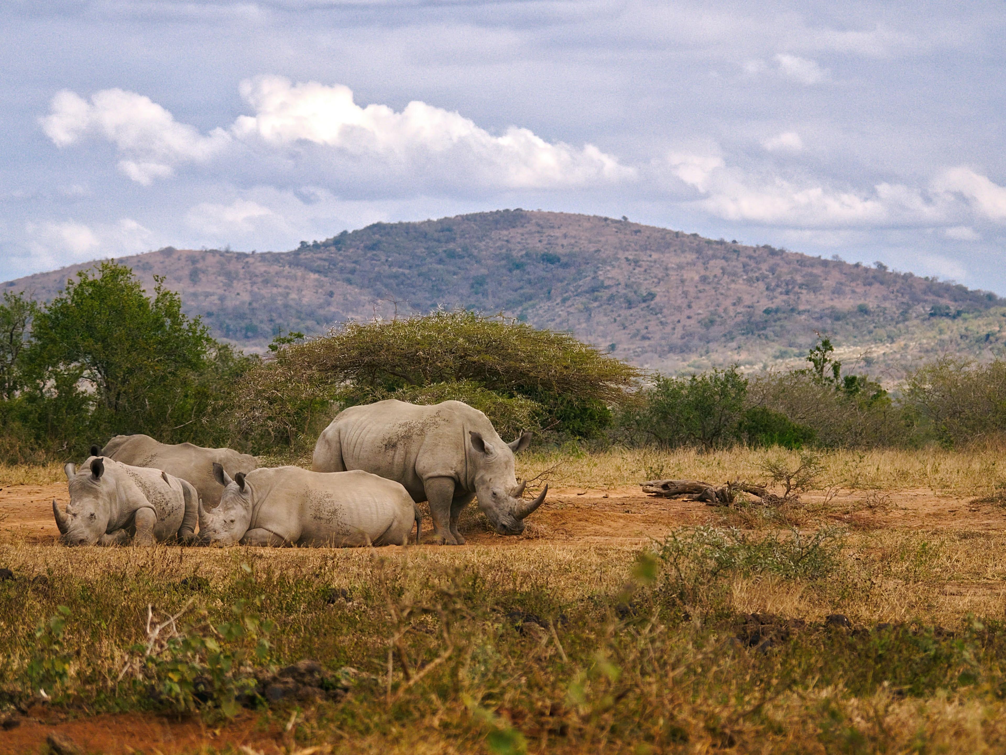 Three Safaris Worthy of Your Wanderlist - background banner